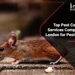 top-pest-control-services-companies-in-london-for-pest-removal