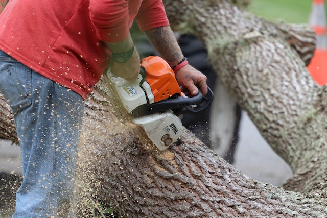 planning-permission-required-to-cut-down-a-tree-on-a-london-property